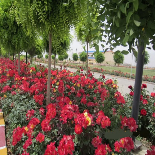 تصویر دوم